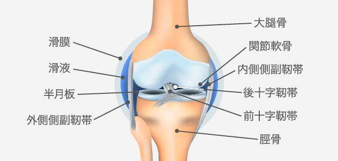 変形性膝関節症の膝の状態